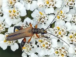 Attēlu rezultāti vaicājumam “Oedemera croceicollis”