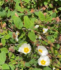 Attēlu rezultāti vaicājumam “Cistaceae”