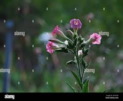 Attēlu rezultāti vaicājumam “Nicotiana tabacum flower”