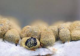 Attēlu rezultāti vaicājumam “Physarum straminipes”