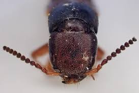 Attēlu rezultāti vaicājumam “Platydracus fulvipes”