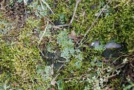 Attēlu rezultāti vaicājumam “Riccia bifurca”