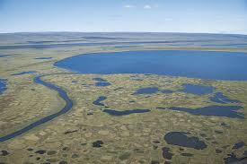 Attēlu rezultāti vaicājumam “Tubifera dudkae”