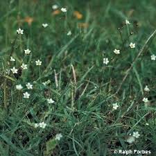 Attēlu rezultāti vaicājumam “Linum catharticum flower”