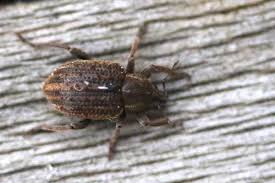 Attēlu rezultāti vaicājumam “Philopedon plagiatum”