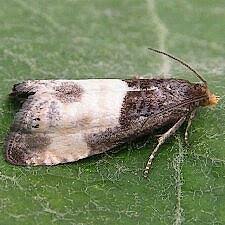 Attēlu rezultāti vaicājumam “Notocelia cynosbatella”