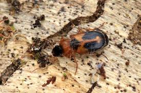 Attēlu rezultāti vaicājumam “Badister bullatus”