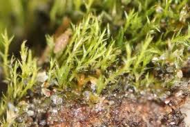 Attēlu rezultāti vaicājumam “Rhynchostegiella tenella macro”