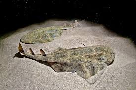 Image result for Squatina squatina