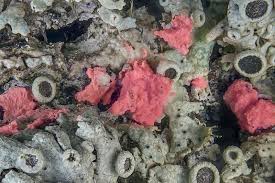 Attēlu rezultāti vaicājumam “Illosporiopsis christiansenii”