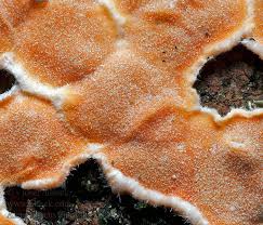 Attēlu rezultāti vaicājumam “Aleurodiscus amorphus”