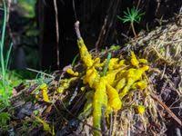 Attēlu rezultāti vaicājumam “Badhamia lilacina”