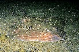 Image result for Raja polystigma