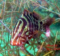 Image result for Epinephelus striatus