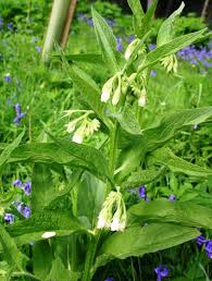 Attēlu rezultāti vaicājumam “Symphytum officinale flower”