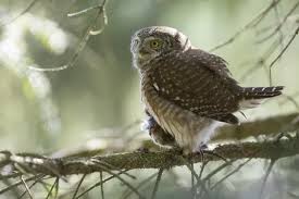 Attēlu rezultāti vaicājumam “Glaucidium passerinum adult”