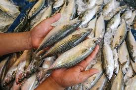 Image result for ikan