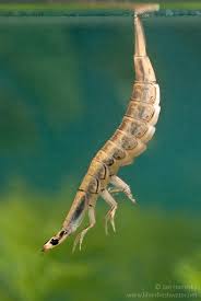 Attēlu rezultāti vaicājumam “Acilius sulcatus”