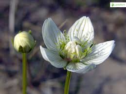 Attēlu rezultāti vaicājumam “Parnassia palustris leaf”