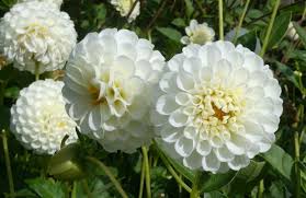 Image result for Dahlia `Snowflake`