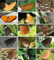 Attēlu rezultāti vaicājumam “Nymphalidae”