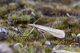 Attēlu rezultāti vaicājumam “Catoptria fulgidella”