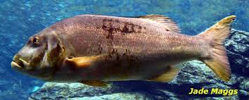 Image result for Petrus rupestris