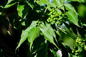 Attēlu rezultāti vaicājumam “Phellodendron amurense fruit”