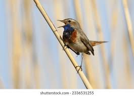 Attēlu rezultāti vaicājumam “Luscinia svecica”