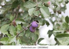 Attēlu rezultāti vaicājumam “Prunus domestica subsp. insitita fruit”