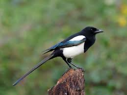 Attēlu rezultāti vaicājumam “Pica pica adult”