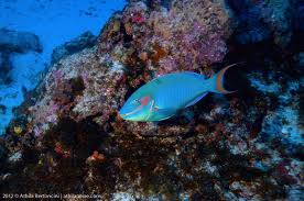 Image result for Sparisoma amplum