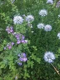 Attēlu rezultāti vaicājumam “Carex globularis flower”