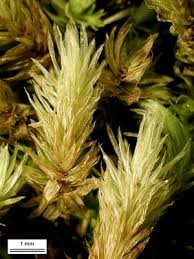 Attēlu rezultāti vaicājumam “Aulacomnium palustre”