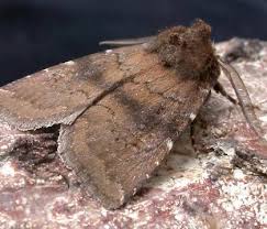 Attēlu rezultāti vaicājumam “Rusina ferruginea male”