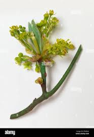 Attēlu rezultāti vaicājumam “Tragopogon heterospermus leaf”