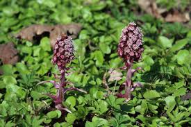 Image result for Petasites officinalis