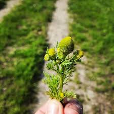 Attēlu rezultāti vaicājumam “Matricaria discoidea leaf”