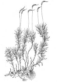 Attēlu rezultāti vaicājumam “Anomodon viticulosus sporophyte”