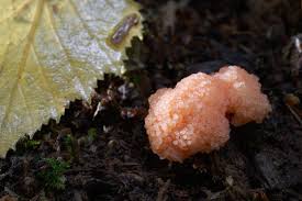 Attēlu rezultāti vaicājumam “Tubifera ferruginosa (subsp. ferruginosa) young”