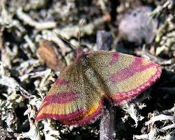 Attēlu rezultāti vaicājumam “Lythria cruentaria”