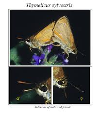 Attēlu rezultāti vaicājumam “Thymelicus sylvestris underside”