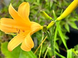 Attēlu rezultāti vaicājumam “Hemerocallis lilioasphodelus flower”