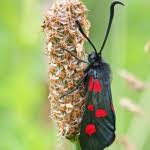 Attēlu rezultāti vaicājumam “Zygaena lonicerae”