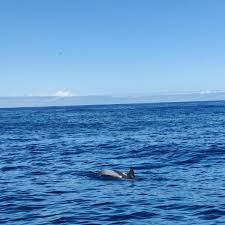 Image result for Chrysoblephus cristiceps