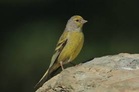 Image result for Carduelis citrinella