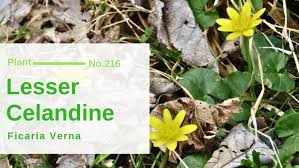 Attēlu rezultāti vaicājumam “Ranunculaceae”