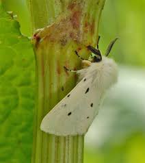 Attēlu rezultāti vaicājumam “Diaphora mendica”
