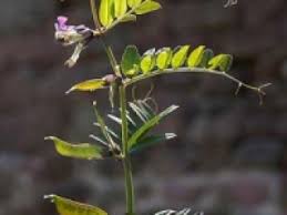Attēlu rezultāti vaicājumam “Vicia sepium fruit”