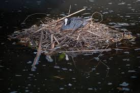 Attēlu rezultāti vaicājumam “Fulica atra nest”